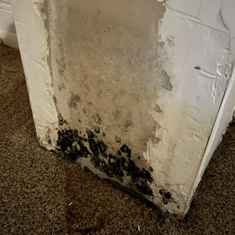 Professional Mold Removal in Coarsegold, CA